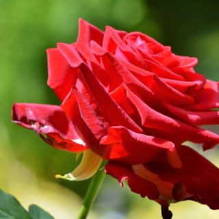 Induno Olona premia il fiore reciso più bello: è l’edizione centoundici della Festa delle Rose