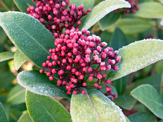 La skimmia