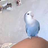 «Spriz è volato via: aiutatemi a ritrovarlo» «Spriz è volato via: aiutatemi a ritrovarlo»