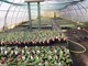 La serra di un'azienda del settore vivaistico con le piantine da vendere