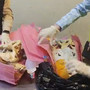 I teschi di coccodrillo sequestrati a Malpensa I teschi di coccodrillo sequestrati a Malpensa