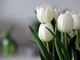 Le regole d’oro per regalare i tulipani…senza fare errori