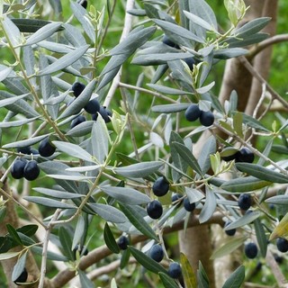 Un ulivo piantato a Laveno in occasione della Giornata Nazionale degli Alberi (foto d'archivio) Un ulivo piantato a Laveno in occasione della Giornata Nazionale degli Alberi (foto d'archivio)