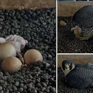 LA FOTO. Il primo pullo non si scorda mai: emozione di Pasquetta