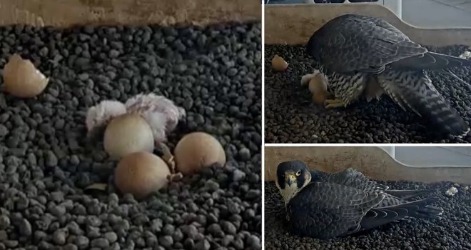 LA FOTO. Il primo pullo non si scorda mai: emozione di Pasquetta