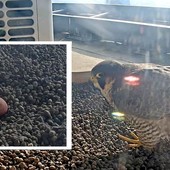 La foto postata dalla pagina di Giò e Giulia e nel riquadro un particolare del nido con l'uovo stamattina