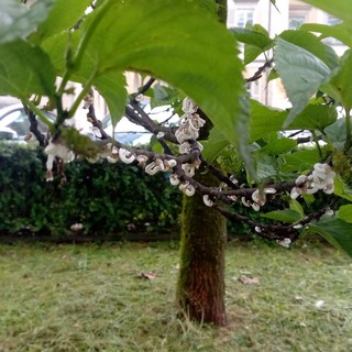 La cocciniglia presente anche fuori da Villa Tamagno a Varese e, sotto, sui rami di alcuni alberi del capoluogo