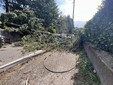 Il grosso albero caduto in via Caracciolo a Varese