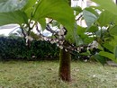La cocciniglia presente anche fuori da Villa Tamagno a Varese e, sotto, sui rami di alcuni alberi del capoluogo La cocciniglia presente anche fuori da Villa Tamagno a Varese e, sotto, sui rami di alcuni alberi del capoluogo
