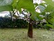 La cocciniglia presente anche fuori da Villa Tamagno a Varese e, sotto, sui rami di alcuni alberi del capoluogo
