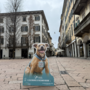 Nasce “Musi di Varese”, il primo calendario della città dedicato a cani e padroni