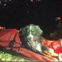 Baloo non riesce più a camminare, cane soccorso in montagna dai Vigili del fuoco Baloo non riesce più a camminare, cane soccorso in montagna dai Vigili del fuoco