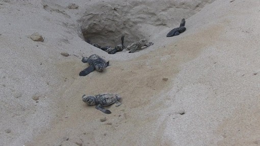 Wwf a difesa delle tartarughe marine, in Sicilia primato di deposizioni