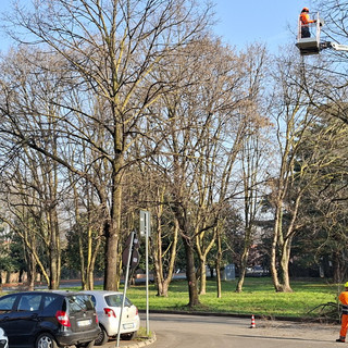 Castellanza, al via la manutenzione straordinaria del verde