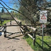 Alberi caduti sulla ciclabile del lago gli scorsi giorni per il vento forte