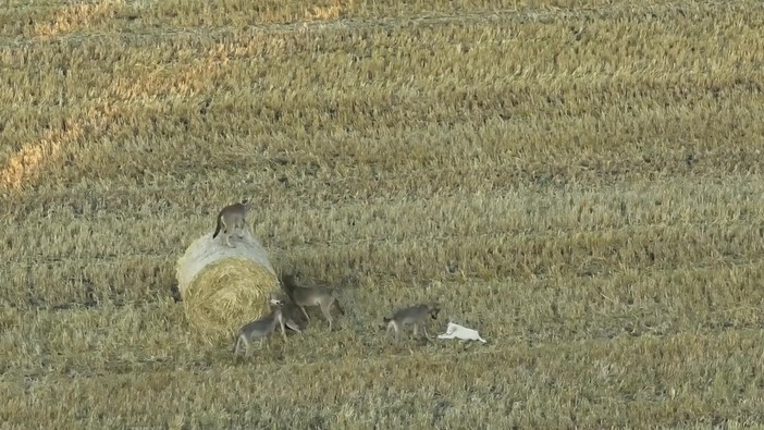 Branco di lupi 'adotta' un cucciolo di cane, il caso raro in Grecia – Video