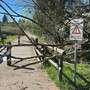 Alberi caduti sulla ciclabile del lago gli scorsi giorni per il vento forte Alberi caduti sulla ciclabile del lago gli scorsi giorni per il vento forte