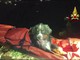 Baloo non riesce più a camminare, cane soccorso in montagna dai Vigili del fuoco Baloo non riesce più a camminare, cane soccorso in montagna dai Vigili del fuoco