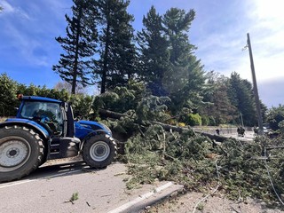 Il grosso albero caduto in via Caracciolo a Varese