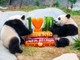L’Ocean Park di Hong Kong celebra i 50 anni con nuove strutture e iniziative L’Ocean Park di Hong Kong celebra i 50 anni con nuove strutture e iniziative