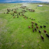 La Cina punta sulle sue praterie per migliorare l’ecosistema nazionale La Cina punta sulle sue praterie per migliorare l’ecosistema nazionale