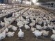 Meglio il pollo con pelle bianca o gialla? L'allevatore sfata un falso mito