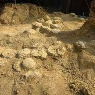 In Francia trovate oltre 100 uova di dinosauro, hanno 72 milioni di anni