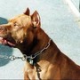 Pitbull attacca padrone e viene ucciso, il veterinario: "Cane non educato diventa problema" Pitbull attacca padrone e viene ucciso, il veterinario: "Cane non educato diventa problema"