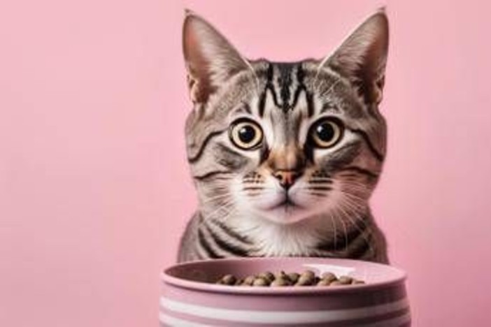 Animali domestici, è boom 'caro vita': 149 euro aumento costo medio ad animale