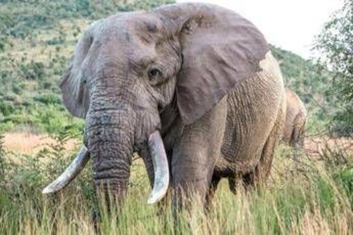 Uganda, scontro tra minibus ed elefante in parco nazionale: 3 morti Uganda, scontro tra minibus ed elefante in parco nazionale: 3 morti