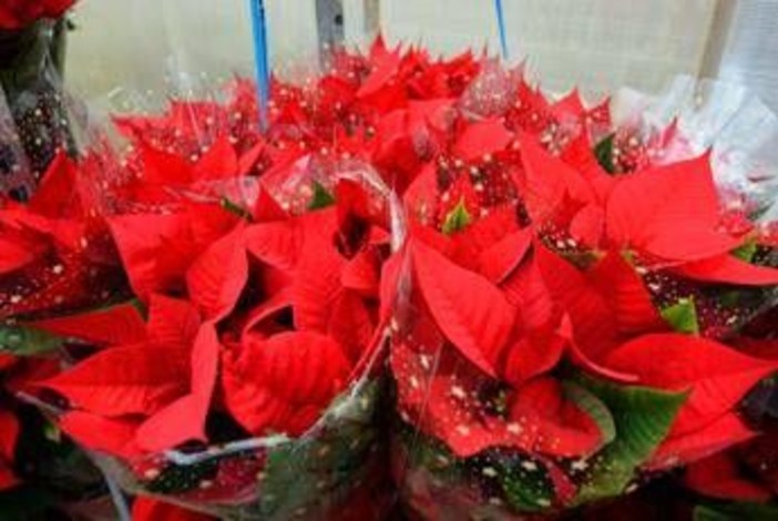 Stella di Natale, perché si secca così in fretta: gli errori più comuni in casa Stella di Natale, perché si secca così in fretta: gli errori più comuni in casa