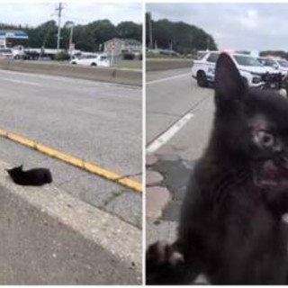 "C'è un gatto in autostrada", l'operazione di salvataggio (riuscita) a New York