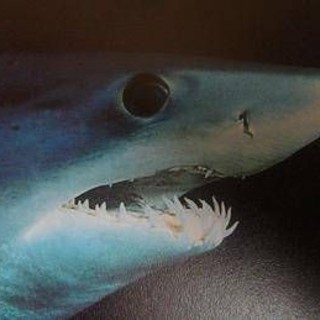 Paura a Gallipoli, grosso squalo attacca un'imbarcazione