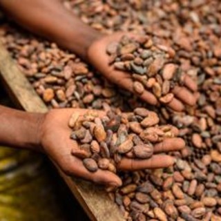 Alimenti, Icam presenta bilancio di sostenibilità 2025: la filiera del cacao che crea valore Alimenti, Icam presenta bilancio di sostenibilità 2025: la filiera del cacao che crea valore