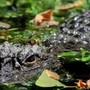 Aggredito e trascinato sott’acqua da un alligatore mentre pesca: morto 71enne