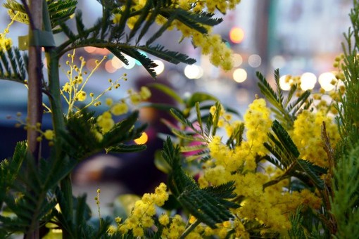 8 marzo, su Tivusat una maratona di musica al femminile da tutto il mondo 8 marzo, su Tivusat una maratona di musica al femminile da tutto il mondo