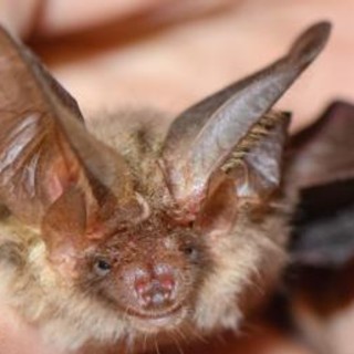 Si sveglia con un pipistrello sul viso, 11enne muore di rabbia: nessun segno di morso