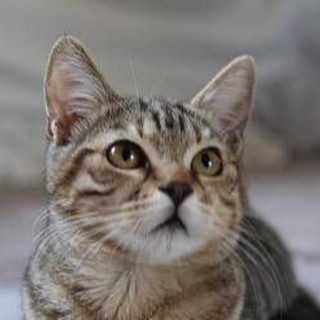 Dà fuoco a un gatto e lo cucina, orrore a La Spezia