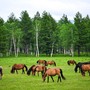 Cina, pubblicate le linee guida per la gestione delle risorse naturali Cina, pubblicate le linee guida per la gestione delle risorse naturali
