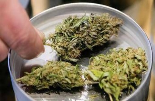 Manovra, cannabis light torna legale ma con 'super imposta' del 40% Manovra, cannabis light torna legale ma con 'super imposta' del 40%