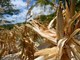 El Niño e l'allarme Ocse: "Al 95% sarà molto intenso, impatto su raccolti e prezzi alimentari"
