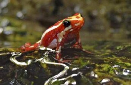 Epibatidina, tossina della rana freccia: cos'è il veleno che potrebbe aver ucciso Navalny Epibatidina, tossina della rana freccia: cos'è il veleno che potrebbe aver ucciso Navalny