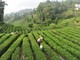 La Cina potenzia i settori della tradizione, dalla seta al tè alla porcellana La Cina potenzia i settori della tradizione, dalla seta al tè alla porcellana