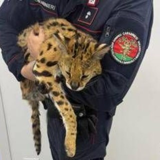 Milano, trovato e catturato un gattopardo africano nel parco di Garbagnate