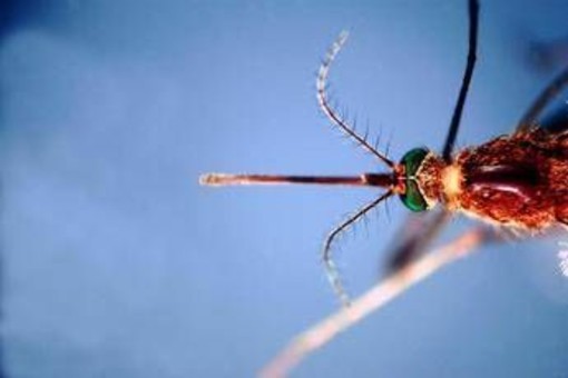 West Nile, prima vittima in Liguria: 86enne muore a Genova. Bassetti: "Massima attenzione"