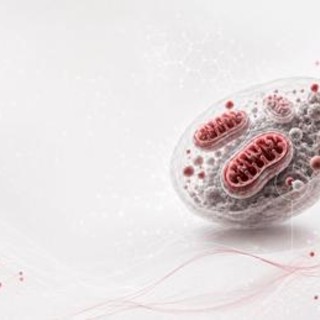 Ricerca, studio italiano svela il ruolo dei mitocondri nell'invecchiamento sano Ricerca, studio italiano svela il ruolo dei mitocondri nell'invecchiamento sano