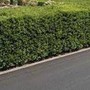 La siepe è verde e ben potata ma sporge, multa da 180 euro a ogni condomino della palazzina