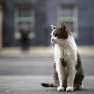 Gatto Larry compie 15 anni di servizio, è Chief Mouser a Downing Street Gatto Larry compie 15 anni di servizio, è Chief Mouser a Downing Street