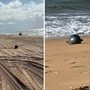 Australia, il mistero delle 'palle spaziali' in spiaggia: possono essere tossiche Australia, il mistero delle 'palle spaziali' in spiaggia: possono essere tossiche