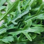 Dalla rucola un aiuto contro obesità e glicemia alta, lo studio Dalla rucola un aiuto contro obesità e glicemia alta, lo studio